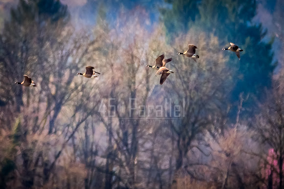 Cackling Geese on the Wing.