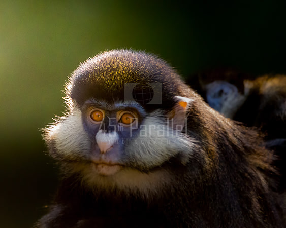 Portrait of a female Guenon monkey.
