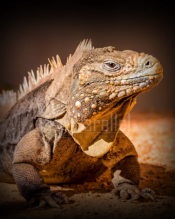 Hi, my name is Iggy. Do you like reptiles, because iguana be with you.