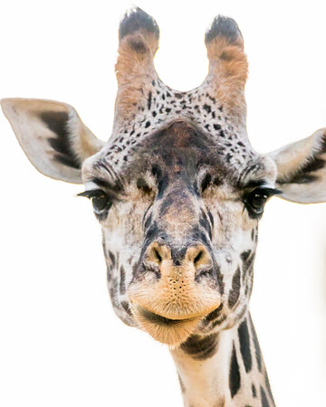 Shooting a portrait of this shy giraffe was difficult. It took a long time for him to swallow his pride.