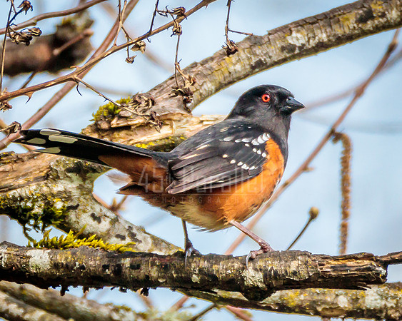 A spotted towhee pauses to pose for a portrait.