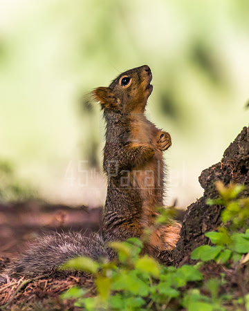Oh, Lord, why did you make the tree so big and me so small?