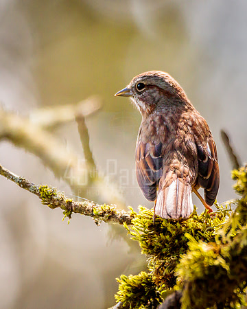 A common sparrow briefly (very briefly!) at rest.