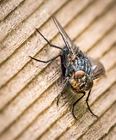 The fly that would not shoo away.