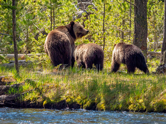 Mom and two cubs.
