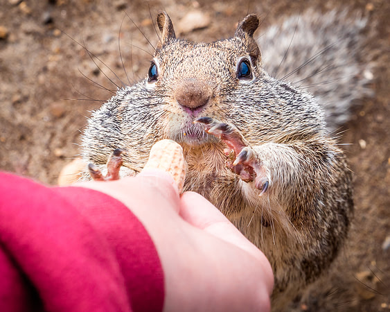 Peanuts to soothe the savage beast.