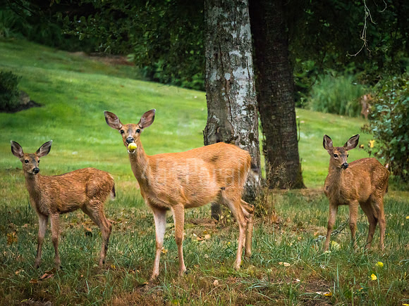 The thing that makes family portraiture so difficult is that there always seems to be one clown in the bunch.