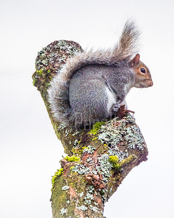 An Eastern Gray Squirrel posing for a portrait early Christmas morning.