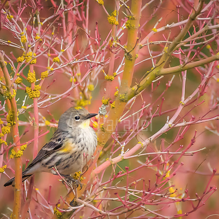 Yellow-rumped Audubon's Warbler
