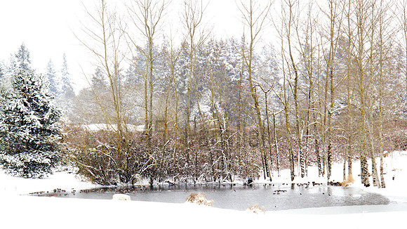 Impressionistic Duck Pond