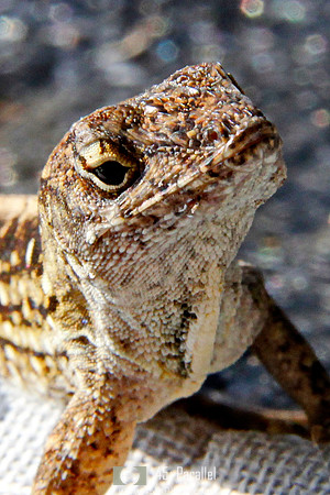 Brown Anole