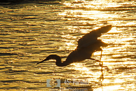 White Egret Striking