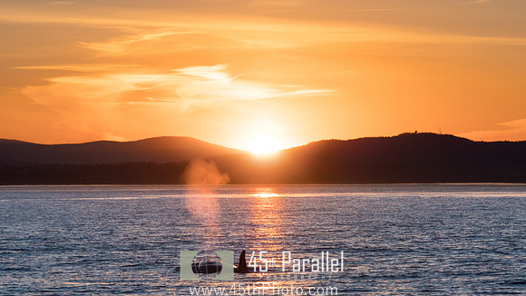 Orca Sunset