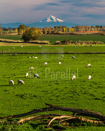 Lawnmowers at Work