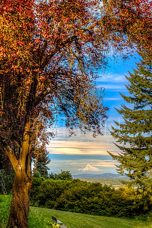 Park Bench with View