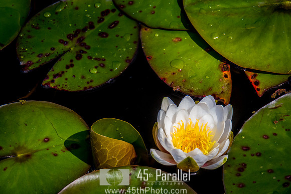White Water Lily