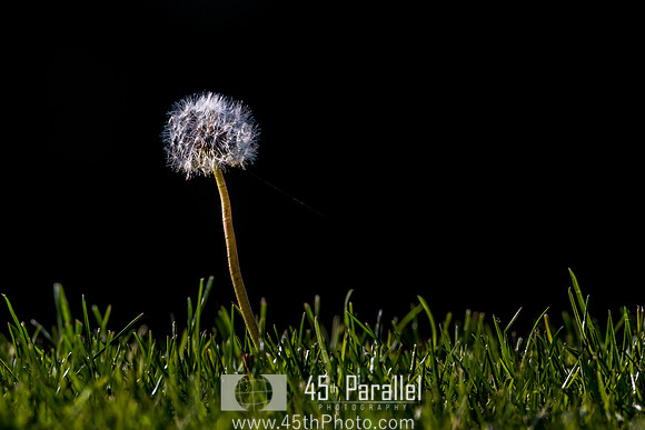 Gone to Seed