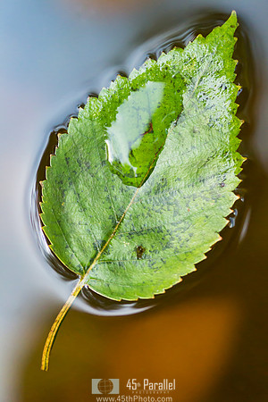 Leaky Leaf