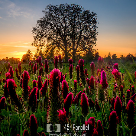 Red Clover and Black Walnuts
