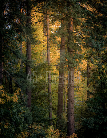 A Place for Contemplation