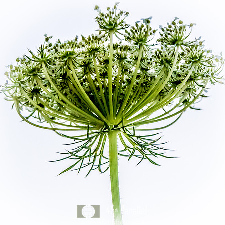 Natural Boquet