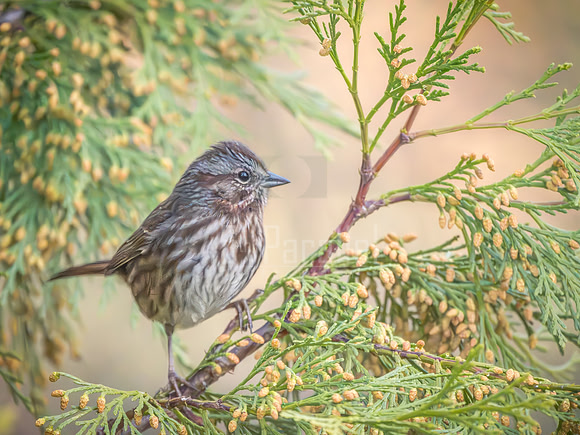 A song sparrow takes a brief pause from flitting from twig to twig.