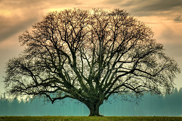 There was a Tall Oak Tree...