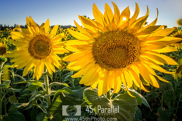Sunflowers