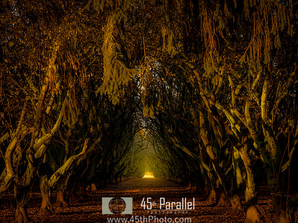 Tunnel of Trees
