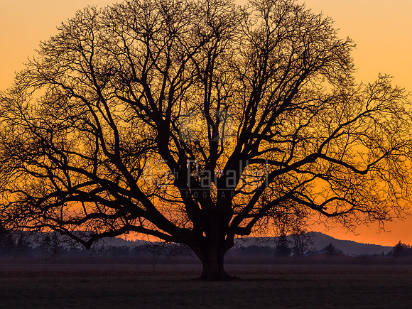 Oak Tree Silhouette