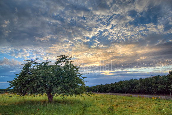 An Orchard of One