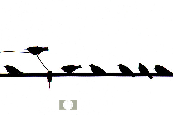 Birds on a wire