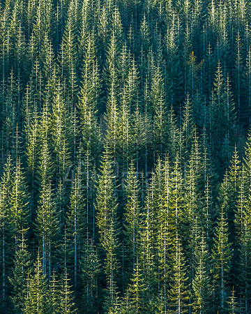 Noble Firs, Replanted in Mt. St. Helens Devastation Zone