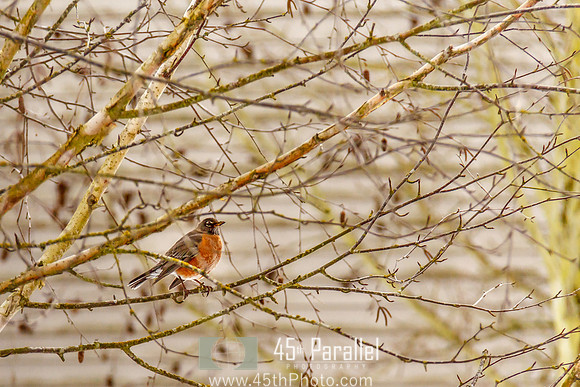 Pre-Spring Visitor