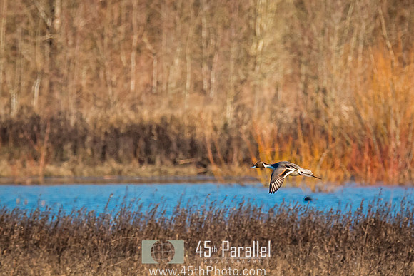 A Northern Pintail Duck