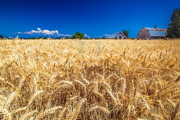 A fabulous field of future flour