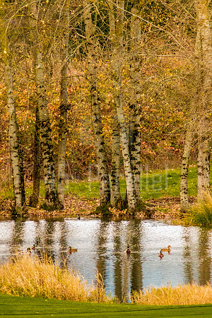 Willamette Valley Duck Pond