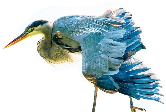Great Blue Feather Ruffler