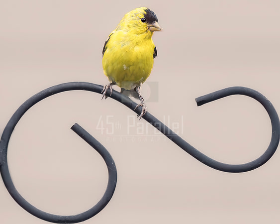A goldfinch waiting for his seeds to be refilled.