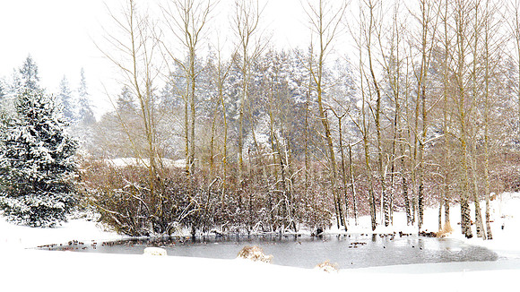 Impressionistic Duck Pond