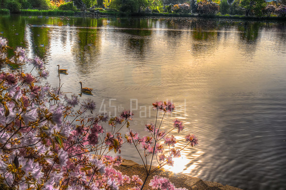 Ethereal Pond