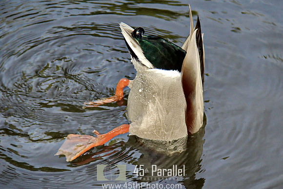 Duck!