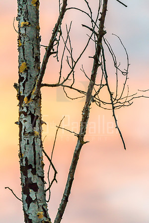 Can you hear the birch bark at sunset?