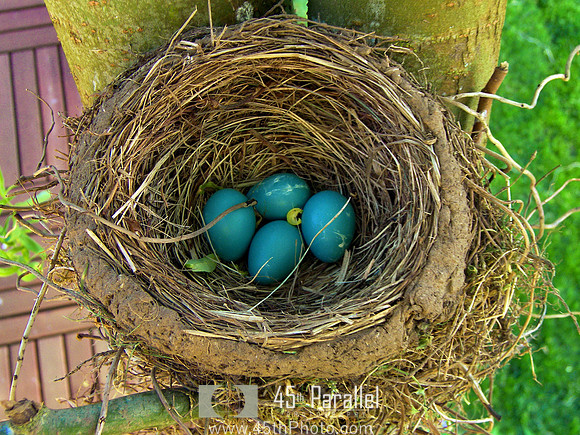 Robin's Nest