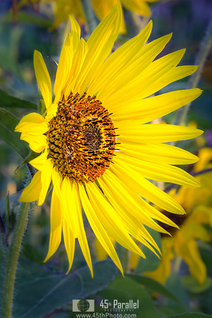 Standing Out from the Crowd