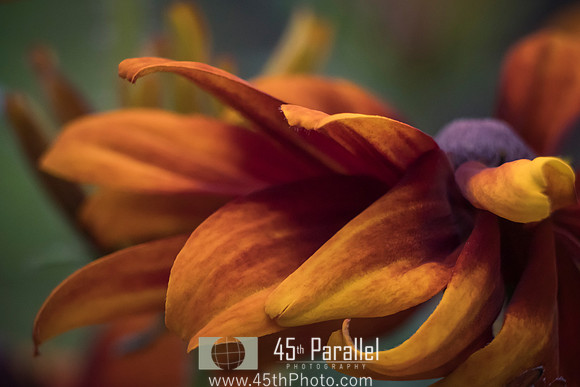Black-Eyed Susan Elegance