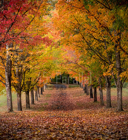 Tunnel of Trees