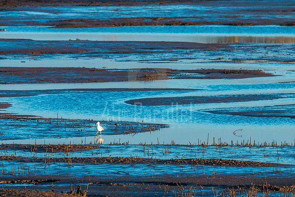Flow Pattern on the Mud Flats